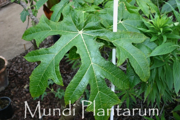 Vasconcellea pubescens Mundi Plantarum